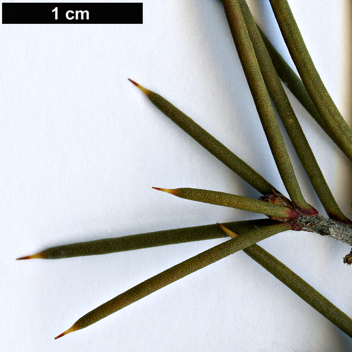 High resolution image: Family: Proteaceae - Genus: Hakea - Taxon: decurrens - SpeciesSub: subsp. platytaenia